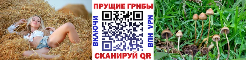 Псилоцибиновые грибы Psilocybe  Купить  Мытищи 